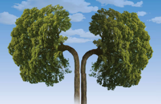 tree-that-looks-like-kidneys